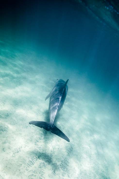 Claudia Krause - CK Photography - Delfin, Delphin unter Wasser, Tierfotography